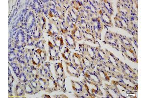 Formalin-fixed and paraffin embedded rat colon labeled with Anti-OLFM1 Polyclonal Antibody, Unconjugated (ABIN678308) at 1:200 followed by conjugation to the secondary antibody and DAB staining (Olfactomedin 1 Antikörper  (AA 101-200))