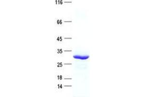 Validation with Western Blot (C2ORF61 Protein (His tag))