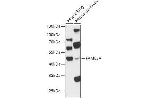 Western blot analysis of extracts of various cell lines, using FA antibody (ABIN7267120) at 1:1000 dilution. (FAM83A Antikörper  (AA 1-160))