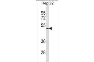 NEU1 Antibody (Center) (ABIN1881576 and ABIN2838925) western blot analysis in HepG2 cell line lysates (35 μg/lane). (NEU1 Antikörper  (AA 188-214))