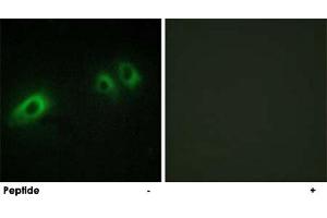 Immunofluorescence analysis of HeLa cells, using LAMB1 polyclonal antibody . (Laminin beta 1 Antikörper  (C-Term))