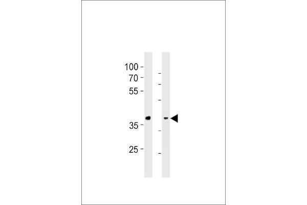 GPR4 antibody  (AA 196-224)