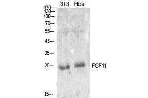 Western Blotting (WB) image for anti-Fibroblast Growth Factor 11 (FGF11) (Internal Region) antibody (ABIN3181402)