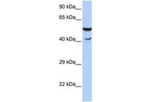 Image no. 1 for anti-HSPB (Heat Shock 27kDa) Associated Protein 1 (HSPBAP1) (N-Term) antibody (ABIN6742881) (HSPBAP1 Antikörper  (N-Term))