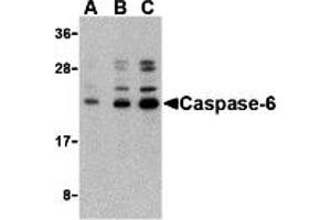 Western Blotting (WB) image for anti-Caspase 6, Apoptosis-Related Cysteine Peptidase (CASP6) (N-Term) antibody (ABIN1031299) (Caspase 6 Antikörper  (N-Term))