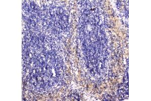 Immunohistochemistry (IHC) image for anti-RAB27A, Member RAS Oncogene Family (RAB27A) antibody (ABIN5647255)