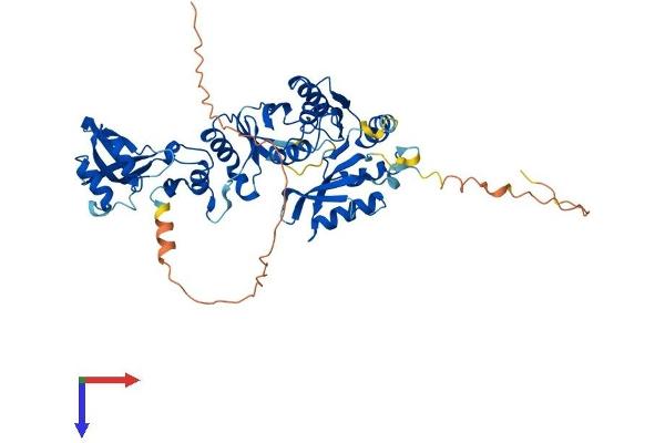 TRMT5 Protein (AA 1-501) (His tag)