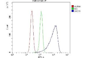 anti-3-Oxoacid CoA Transferase 1 (OXCT1) (AA 35-309) antibody