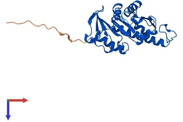 APIP Protein (AA 1-241) (His tag)