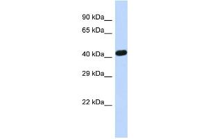 Host:  Rabbit  Target Name:  ZNF773  Sample Type:  Hela whole cell lysates  Antibody Dilution:  1. (ZNF773 Antikörper  (Middle Region))