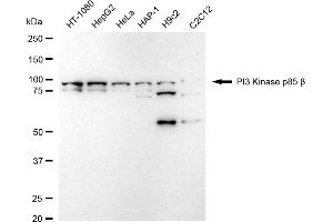 anti-Phosphoinositide 3 Kinase, p85 beta (PI3K p85b) antibody