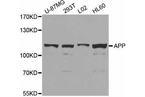 Western blot analysis of extracts of various cell lines, using APP antibody. (beta Amyloid Antikörper)