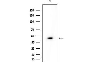 Western blot analysis of lysates from Rat testis, using EGR2 Mouse Monoclonal Antibody at 1/1000 dilution.