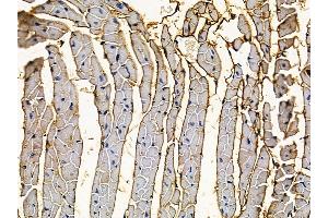 ABIN7094686 and ABIN7098737 at 1/100 staining mouse heart tissue by IHC-P.