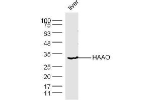 Mouse liver lysates probed with Rabbit Anti-HAAO Polyclonal Antibody, Unconjugated  at 1:500 for 90 min at 37˚C.