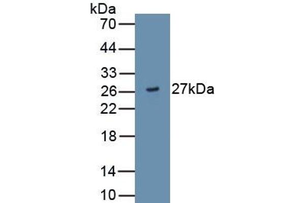 ADAMTS9 antibody  (AA 1727-1935)