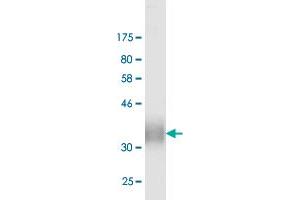 Western Blot detection against Immunogen (13. (PDCD1LG2 Antikörper  (AA 19-121))