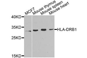 Western blot analysis of extracts of various cell lines, using HLA-DRB1 antibody (ABIN5975721) at 1/1000 dilution. (HLA-DRB1 Antikörper)
