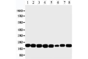 Western Blotting (WB) image for anti-Non-Metastatic Cells 1, Protein (NM23A) Expressed in (NME1) (AA 137-152), (C-Term) antibody (ABIN3044197)
