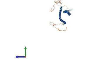 AlphaFold protein structure predicition of Mouse Recombinant Krt85 Protein, UniprotID Q9Z2T6
