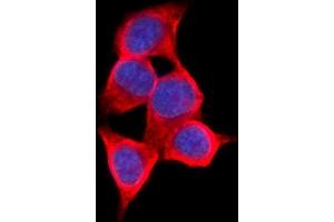 IF analysis of AKR1C1/C2 using anti-AKR1C1/C2 antibody (ABIN5692785). (AKR1C2 Antikörper  (AA 1-123))