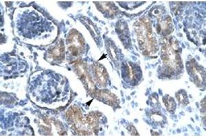 Immunohistochemical staining (Formalin-fixed paraffin-embedded sections) of human kidney with FOXF1 polyclonal antibody  at 4-8 ug/mL working concentration.