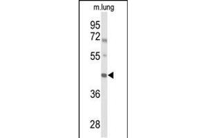 Western blot analysis of IRX2 Antibody (Center) (ABIN653444 and ABIN2842883) in mouse lung tissue lysates (35 μg/lane). (IRX2 Antikörper  (AA 180-208))