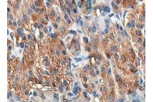 ABIN6278433 at 1/200 staining human pancreas tissue sections by IHC-P. (Cholecystokinin Antikörper  (Internal Region))