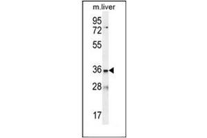 Western blot analysis of LDLRAD3 Antibody (C-term) in mouse liver tissue lysates (35ug/lane). (LDLRAD3 Antikörper  (C-Term))