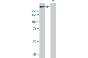 Lane 1: APC transfected lysate ( 312.