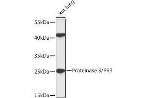 Western blot analysis of extracts of Rat lung, using Proteinase 3/PR3 antibody (ABIN7269719) at 1:1000 dilution. (PRTN3 Antikörper  (pArg3))