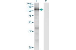 Western Blot analysis of RBL1 expression in transfected 293T cell line by RBL1 monoclonal antibody (M01), clone 1A5. (p107 Antikörper  (AA 905-1014))