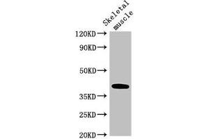 Western Blot Positive WB detected in: Mouse skeletal muscle tissue All lanes: ABO antibody at 3. (ABO Antikörper  (AA 235-354))