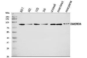 Western blot analysis of ENAH/MENA using anti-ENAH/MENA antibody (ABIN7601316).