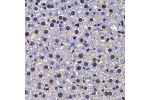 Immunohistochemistry of paraffin-embedded mouse liver using FIP1L1 antibody. (FIP1L1 Antikörper)