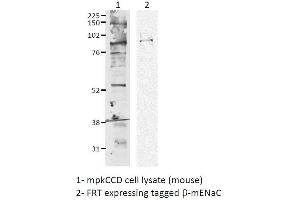 Western blot analysis of Mouse mpkCCD cell lysates showing detection of ENaC protein using Rabbit Anti-ENaC Polyclonal Antibody . (SCNN1A Antikörper  (AA 617-638) (Atto 488))