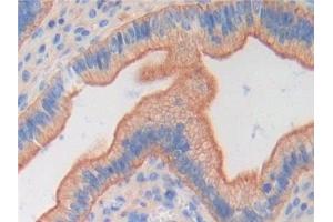 Immunohistochemistry (IHC) image for anti-Fibroblast Growth Factor 6 (FGF6) (AA 39-208) antibody (ABIN7430510)