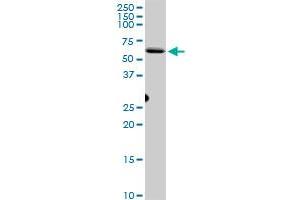 CEP55 MaxPab polyclonal antibody. (CEP55 Antikörper  (AA 1-464))