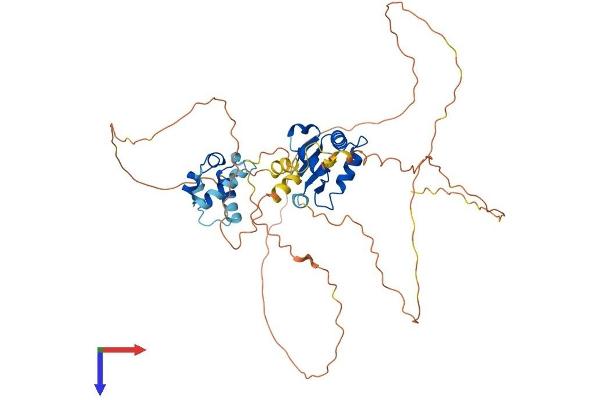 ERG Protein (AA 1-486) (His tag)