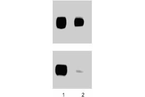 Western blotting for human FAK (pY397). (FAK Antikörper  (pTyr397))