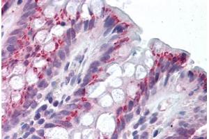 Human Colon (formalin-fixed, paraffin-embedded) stained with IDO1 antibody ABIN292259 at 2. (IDO1 Antikörper  (AA 129-141))