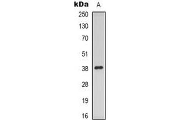 PAQR5 Antikörper  (C-Term)