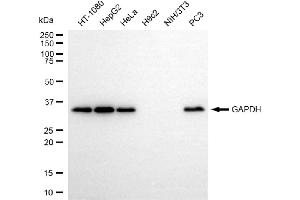 Western blotting analysis using GAPDH antibody (ABIN7798764). (GAPDH Antikörper)
