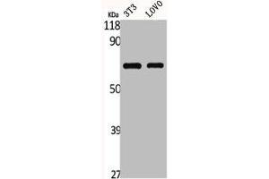 Western Blot analysis of NIH-3T3 LOVO cells using GNL3L Polyclonal Antibody (GNL3L Antikörper  (Internal Region))