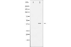 Western blot analysis of JunB phosphorylation expression in HeLa whole cell lysates,The lane on the left is treated with the antigen-specific peptide.