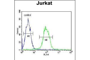 Flow cytometric analysis of Jurkat cells (right histogram) compared to a negative control cell (left histogram). (TMEM150A Antikörper  (AA 81-108))