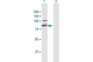 Integrin beta 7 Antikörper  (AA 1-798)