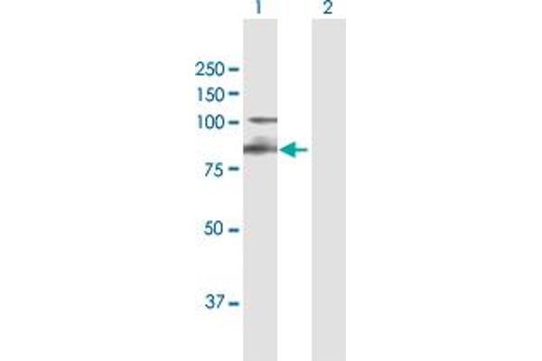 Integrin beta 7 Antikörper  (AA 1-798)