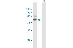 Western Blot analysis of ITGB7 expression in transfected 293T cell line by ITGB7 MaxPab polyclonal antibody. (Integrin beta 7 Antikörper  (AA 1-798))
