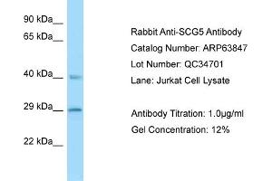 Western Blotting (WB) image for anti-Secretogranin V (7B2 Protein) (SCG5) (N-Term) antibody (ABIN2789643)